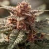 Purple cannabis bud trichomes close-up showing dense resin and deep coloration