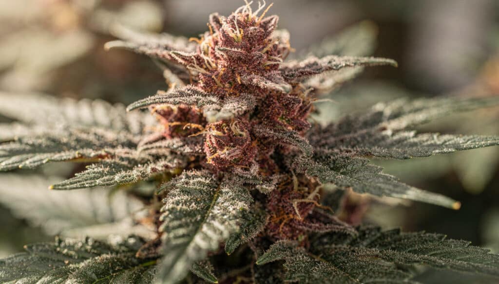Purple cannabis bud trichomes close-up showing dense resin and deep coloration