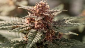 Purple cannabis bud trichomes close-up showing dense resin and deep coloration