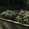 Raised garden bed with ripe tomatoes growing among lush green foliage.