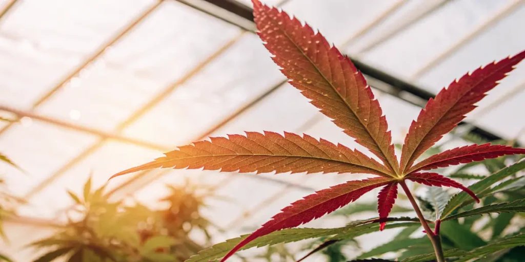 red cannabis leaf under warm sunlight in greenhouse