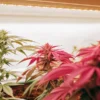 Red-cannabis-leaves-indoor-grow with vivid red and green plants thriving under bright indoor lighting.