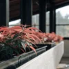 Red cannabis plants indoor grow thriving under soft window light with dense foliage in raised planter boxes.