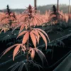 Jeune plante de cannabis rouge poussant dans un sac de culture en extérieur, sous une lumière naturelle.