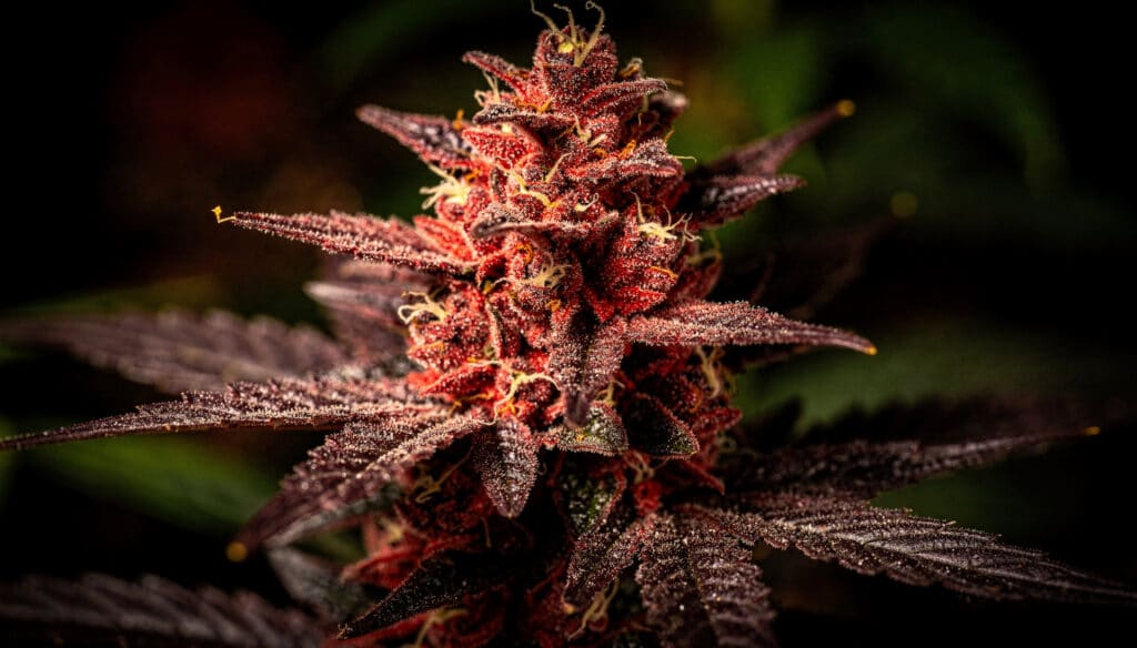 Red purple cannabis bud macro detail with resin-coated leaves and visible pistils