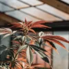Red-tipped-cannabis-leaves-greenhouse showing vibrant red and green foliage under warm natural light.