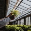 Scientist holding and inspecting a large green flower inside a greenhouse.