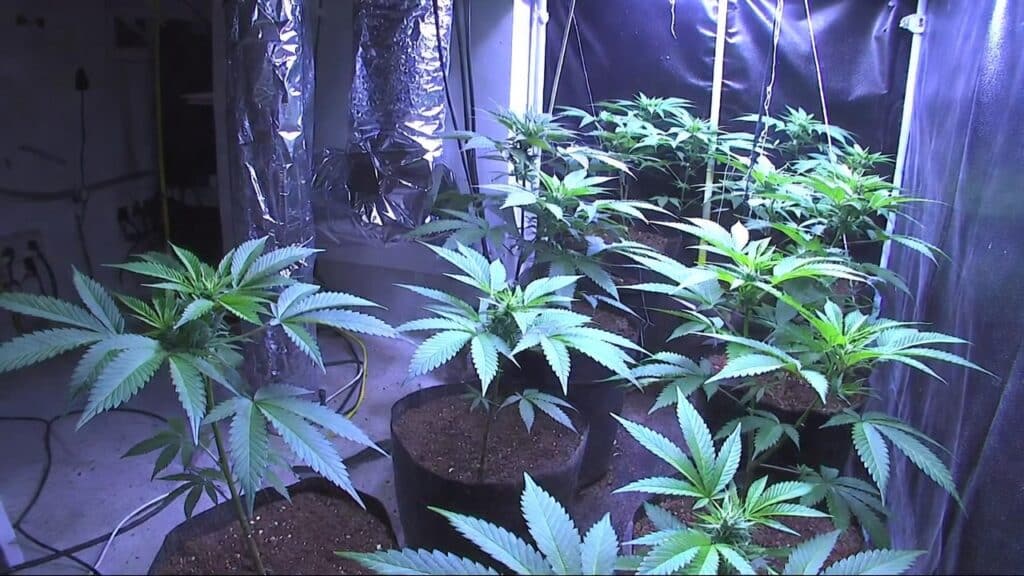 Small-scale indoor cannabis grow with plants in fabric pots under artificial lighting.