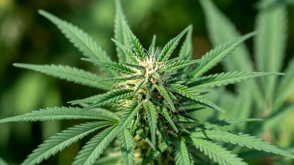 Sunlit cannabis bud flowering with resin development and curled pistils