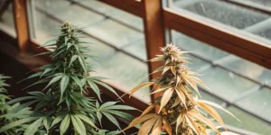 Two cannabis plants side by side in a greenhouse, one with green leaves and one with yellow leaves.