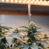 Lush cannabis buds maturing under bright indoor grow lights in a controlled cultivation room.