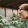 Watering-cannabis-plant-indoor with a copper watering can inside a sunlit greenhouse.