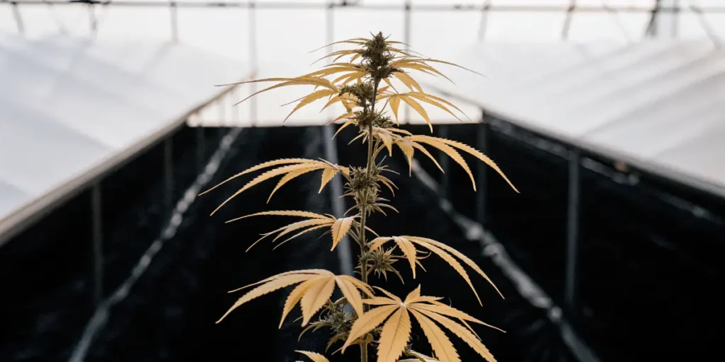 Yellowing cannabis plant in a greenhouse during late flowering stage.