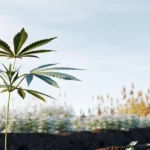 young cannabis plant growing in organic soil