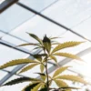 young cannabis plant growing under sunlight in greenhouse