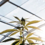 young cannabis plant growing under sunlight in greenhouse