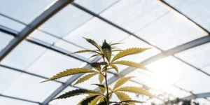 young cannabis plant growing under sunlight in greenhouse