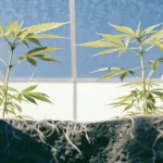 Young cannabis plants soil grow under blue greenhouse roof with bright light and healthy green leaves.