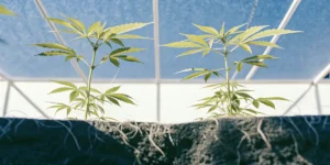 Young cannabis plants soil grow under blue greenhouse roof with bright light and healthy green leaves.
