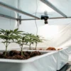 Young cannabis plants growing in a white indoor grow tent with controlled lighting and soil trays.