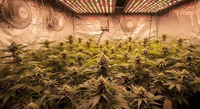 Black Water Purple OG Cheese plants flourishing indoors under LED lighting, producing dense buds with rich purple tones.