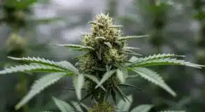 Blood Diamond OG Resinous Buds and Powerful Effects.