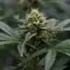 Blue Colombian Kush: Dense Resinous Buds and Rich Aroma.