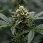 Blue Colombian Kush: Dense Resinous Buds and Rich Aroma.