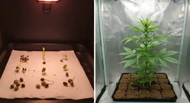 Blue Colombian Kush germinating and growing under controlled indoor conditions, ensuring strong roots and healthy early plant development.