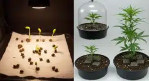 Blue OG Germination and Seedling Development.