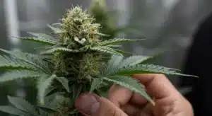 Blue OG Regular Dense Buds and Resin Production.