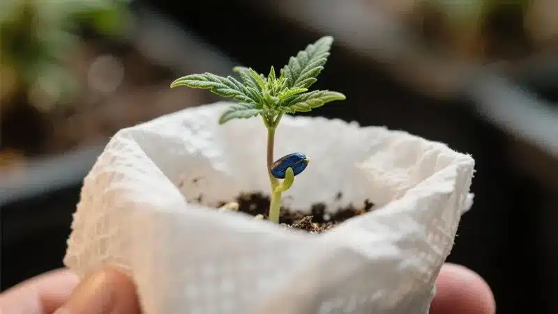 A Blue OG Regular seedling sprouting in soil, showing strong genetics and healthy early growth for optimal plant development.