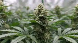 Blueberry x Big Devil Auto Dense Buds and Sweet Aroma.