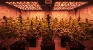 Blueberry x Cream Cheese Auto Indoor Autoflower Growth.