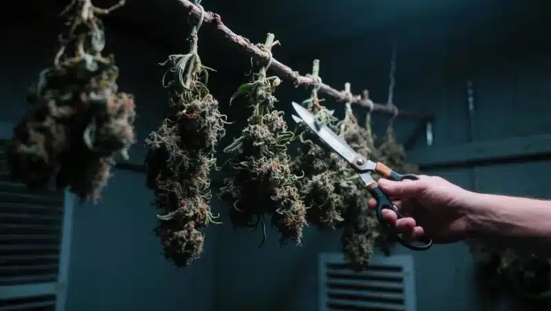 Freshly harvested Blueberry x Mazar Auto buds hanging to dry, preserving their earthy and fruity terpenes for maximum flavor and potency.