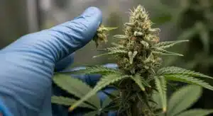 Blunicorn #5 Drying Process for Premium Buds.