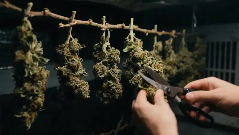 A cultivator inspects Blunicorn #5 buds covered in sticky trichomes, reflecting the strain’s potency and rich berry-candy terpene profile.