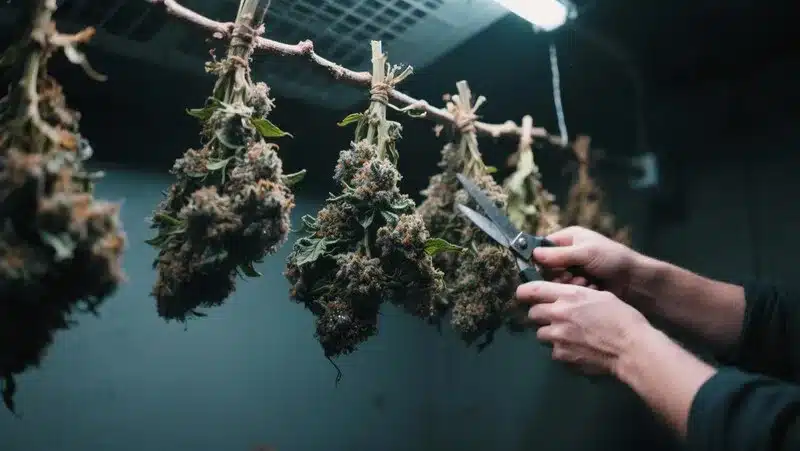Freshly harvested Bruce Banner 2.0 buds hanging to dry, highlighting dense flowers covered in resin and rich earthy-citrus terpenes.