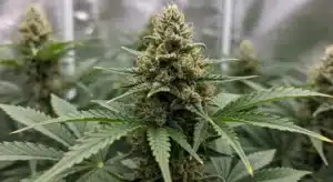 Bruce Banner 2.0: Dense Resinous Indoor Buds.