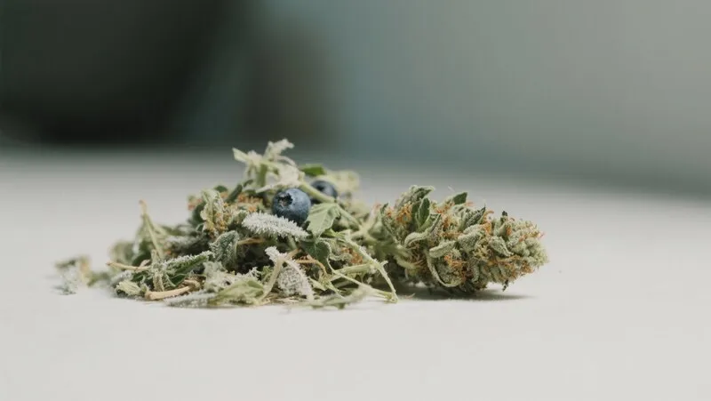 Dried Bruce Banner x Do-Si-Dos buds featuring frosty trichomes and hints of berry-like terpenes, combining potency with dessert-like flavors.