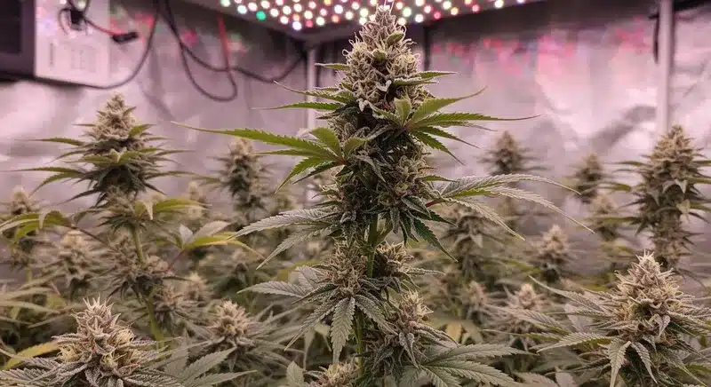 Bruce Banner x Kali Mist plants flourishing under LED grow lights, producing long, resin-coated colas with sativa effects.