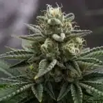 Bruce Banner x Kali Mist Resinous Hybrid with Citrus Aroma.