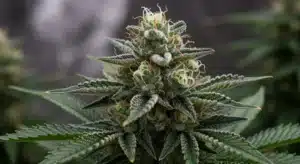 Bruce Banner x Kali Mist Resinous Hybrid with Citrus Aroma.