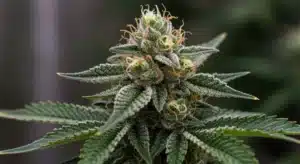 Bruce Banner x Tropi BCN Regular Resinous Hybrid Cannabis Bud.