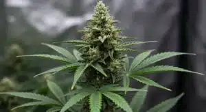 Bruce Banner x Chocolope Dense Buds and Intense Resin.