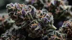 Great White Shark Autoflower: Frosty Trichome Cannabis Buds.