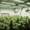 Great White Shark Regular: LED Indoor Grow Room Full of Buds.