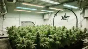 Great White Shark Regular: LED Indoor Grow Room Full of Buds.