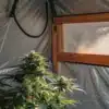 Autoflower cannabis plant flowering inside a grow tent, showing compact buds and healthy green leaves.