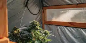 Autoflower cannabis plant flowering inside a grow tent, showing compact buds and healthy green leaves.